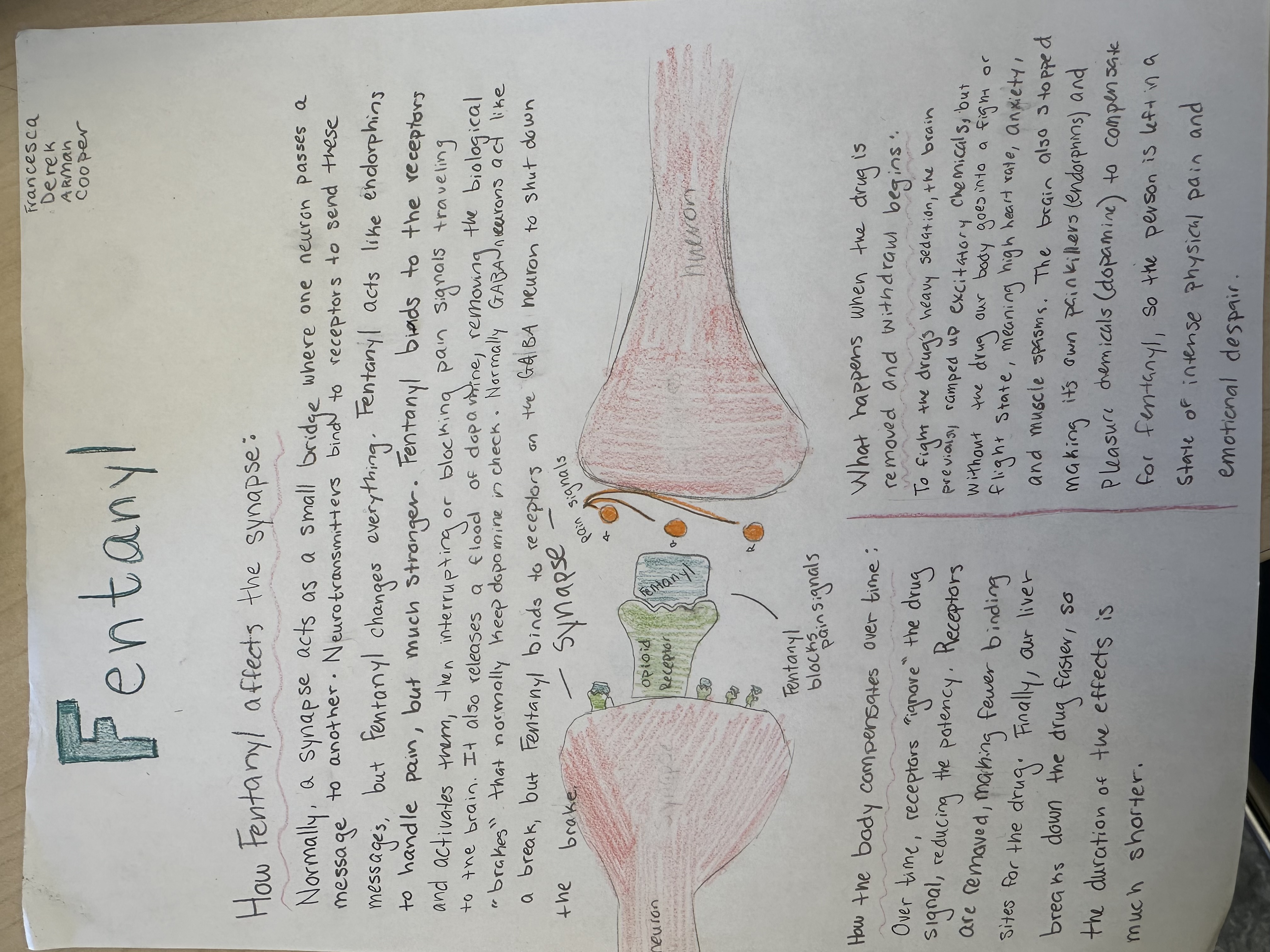 Student infographic: How Fentanyl affects the synapse