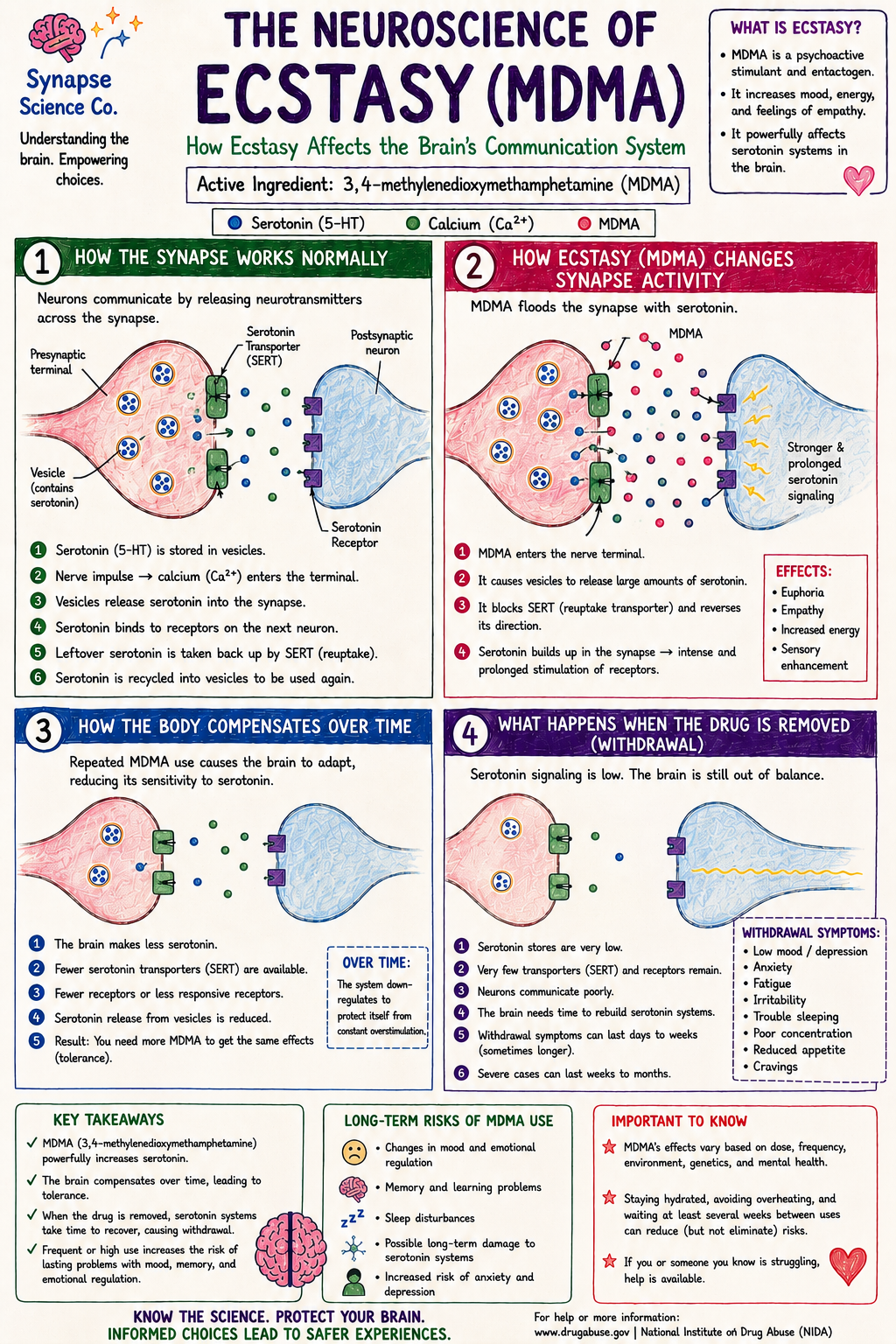 The Neuroscience of Ecstasy (MDMA): how ecstasy affects the brain's communication system